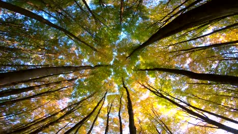 Buchenwald,-Buchenwälder,-Fagus,-Drehung,-dreht,-Buchenwald,-Laubwald,-Laubwald,-Holz,-Buche-Blätter,-Herbst,-Spessart,-Bayern,-4K