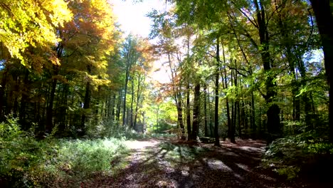 Buche-Wald,-Holz,-Buche-Fagus,-Buchenwald,-Laubwald,-Laubwald,-Holz,-Buche-Blätter,-Herbst,-Spessart,-Bayern,-4K