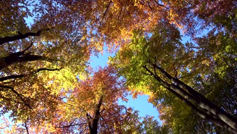 Buche-Wald,-Holz,-Buche-Fagus,-Buchenwald,-Laubwald,-Laubwald,-Holz,-Buche-Blätter,-Herbst,-Spessart,-Bayern,-4K