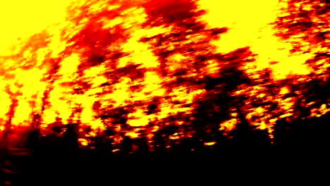 Beech-forest,-videoeffect,-art,-Fahraufnahme,-beech-woods,-fagus,-Buchenwald,-laubwald,-deciduous-forest,-wood,-beech-leaves,-autumn,--Spessart,-bavaria,-4K