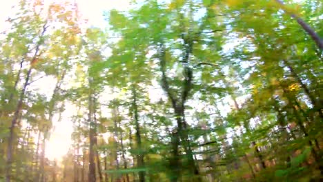 Beech-forest,-videoeffect,-art,-Fahraufnahme,-beech-woods,-fagus,-Buchenwald,-laubwald,-deciduous-forest,-wood,-beech-leaves,-autumn,--Spessart,-bavaria,-4K