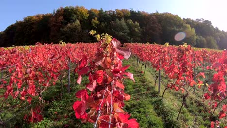 Viñedo-con-coloridas-hojas-de-otoño,-otoño,-Elsenfeld-Rück-Mainfranken,-Spessart,-Bayern,-4K