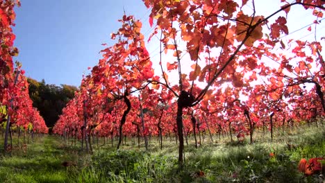 Vineyard-with-colourful-autumn-leaves,-autumn,-Elsenfeld-Rück,-Mainfranken,-Spessart,-Bayern,-4K