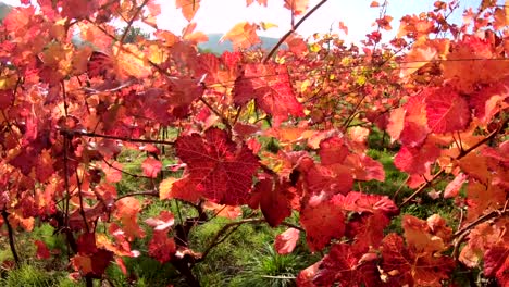 Vineyard-with-colourful-autumn-leaves,-steadycam,-autumn,-Elsenfeld-Rück,-Mainfranken,-Spessart,-Bayern,-4K