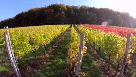 Vineyard-with-colourful-autumn-leaves,-steadycam,-autumn,-Elsenfeld-Rück,-Mainfranken,-Spessart,-Bayern,-4K