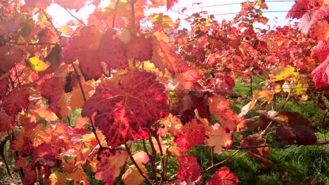 Vineyard-with-colourful-autumn-leaves,-steadycam,-autumn,-Elsenfeld-Rück,-Mainfranken,-Spessart,-Bayern,-4K