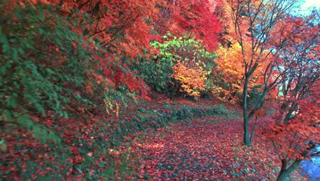 Avanzar-en-el-camino-del-bosque-en-las-hojas-caídas