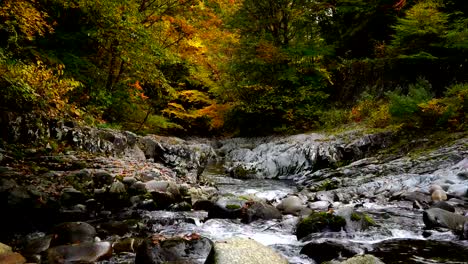 Autumn-leaves