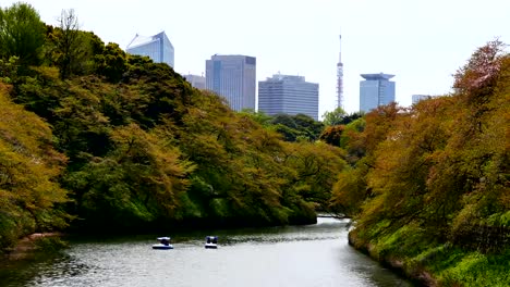 Viaje-videos-personas-sentadas-en-un-bote-de-remos-y-los-cerezos-en-flor-en-plena-floración-en-Chidorigafuchi-en-primavera,-Tokio-Japón.