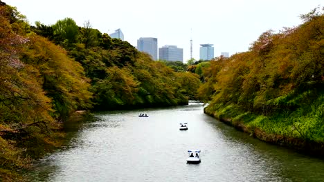 Viaje-videos-personas-sentadas-en-un-bote-de-remos-y-los-cerezos-en-flor-en-plena-floración-en-Chidorigafuchi-en-primavera,-Tokio-Japón.