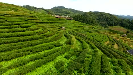 Aerial-view-of-tea-plantation-terrace-on-mountain.