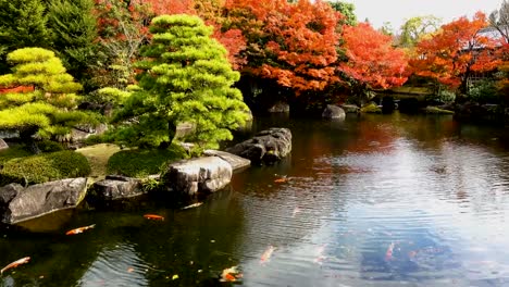 Beautiful-Japanese-garden-and-koi-fish-in-autumn-season