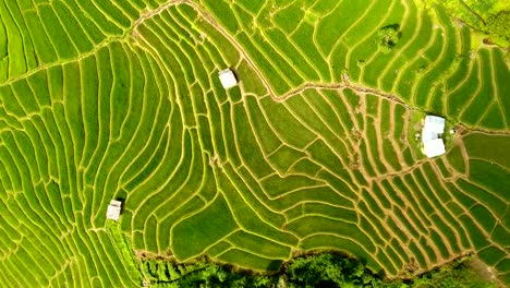 Terraza-de-campo-de-arroz-en-tierras-de-agricultura-de-montaña.