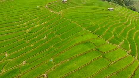 Terraza-de-campo-de-arroz-en-tierras-de-agricultura-de-montaña.