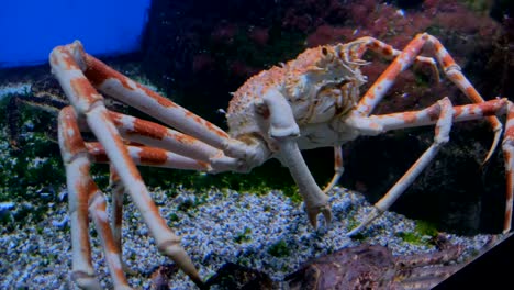 Giant-japanese-spider-crab-slowly-moving