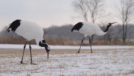 4k-video-of-red-crowned-crane