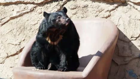 Ein-Bär-ist-wie-ein-menschliches-Wesen-handeln.