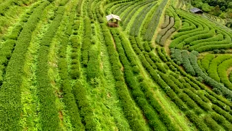 Aerial-view-of-tea-plantation-terrace-on-mountain.