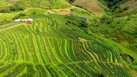 Vista-aérea-de-terraza-de-plantación-de-té-en-la-montaña.