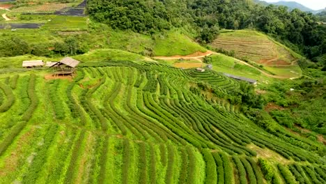 Vista-aérea-de-terraza-de-plantación-de-té-en-la-montaña.