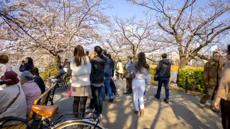 El-parque-de-Ueno-durante-la-temprano-flor-del-cerezo