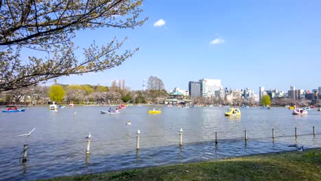 Ueno-Park-während-der-frühen-Kirschblüte