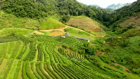 Aerial-view-of-tea-plantation-terrace-on-mountain.