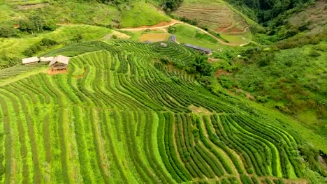 Aerial-view-of-tea-plantation-terrace-on-mountain.