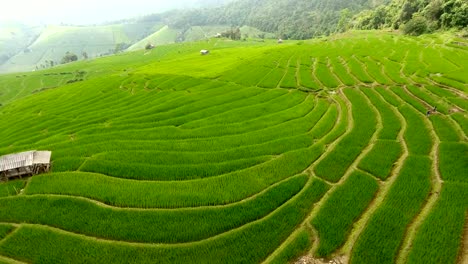 Terraza-de-campo-de-arroz-en-tierras-de-agricultura-de-montaña.