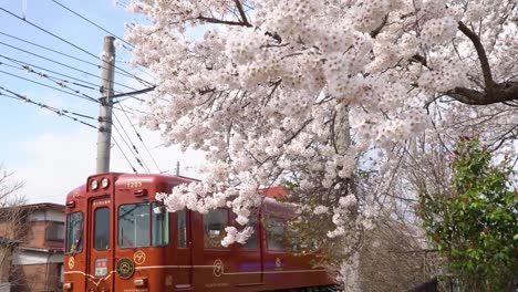 Flor-del-flor-de-cereza-y-tren-en-temporada-de-primavera.