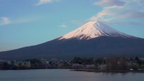 Monte-Fuji-y-Cherry-blossom-en-lago-Kawaguchiko