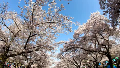 Blühenden-Kirschblüte-sakura
