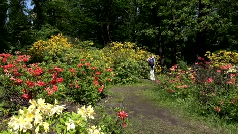 A-man-is-photographing-a-flowering-bush