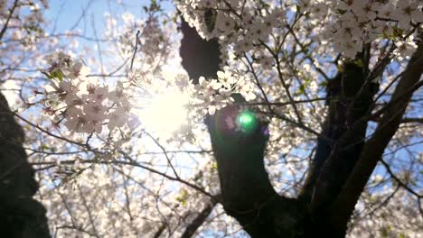 Cherry-blossoms,-Sakura,-in-full-bloom-on-blue-sky-background-with-sun-flare.