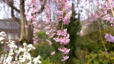 Cherry-blossoms,-Sakura,-in-full-bloom-on-blue-sky-background.