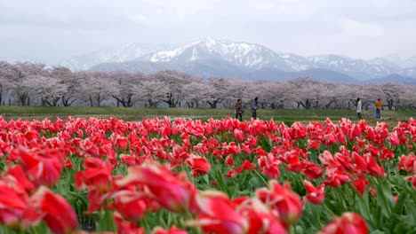 Schöne-Tulpenfelder-mit-Sakura-Bäume-und-Schnee-Gebirgshintergrund