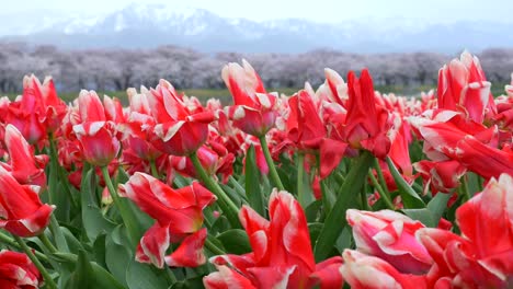 Schöne-Tulpenfelder-mit-Sakura-Bäume-und-Schnee-Gebirgshintergrund