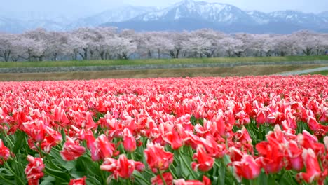 Beautiful-Tulip-fields-with-Sakura-trees-and-snow-mountain-background