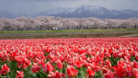 Beautiful-Tulip-fields-with-Sakura-trees-and-snow-mountain-background