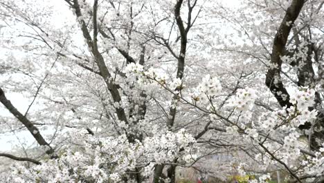 Flores-de-cerezo,-Sakura,-en-plena-floración-durante-la-temporada-de-primavera