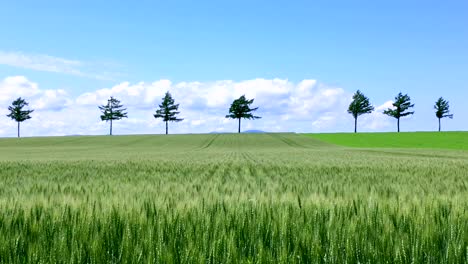 Schöne-Hügel-Felder-in-Hokkaido