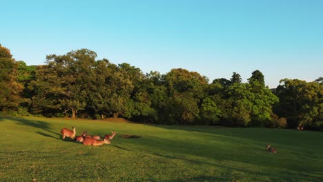 flock-of-deer-rest-and-run-away-slow-motion