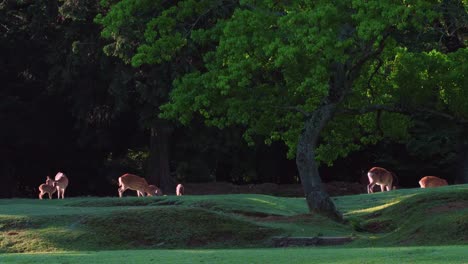 Beautiful-family-of-deer-in-forest,4k