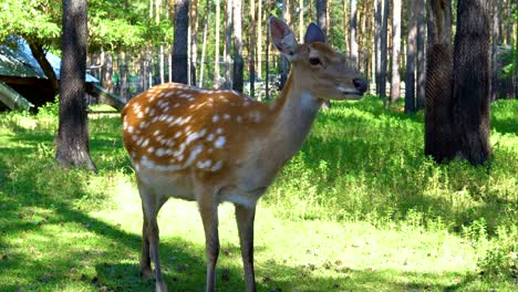 Spotted-deer-en-el-zoológico.