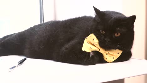 Black-cat.-Black-cat-with-yellow-bow-is-on-the-windowsill