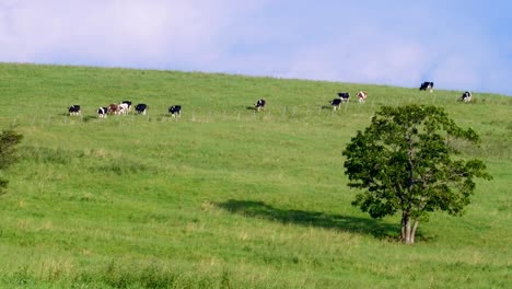 A-dairy-farm-in-Hokkaido,Japan