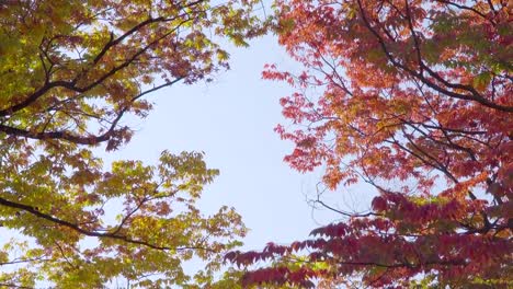 Schön-im-Herbst-Hintergrund