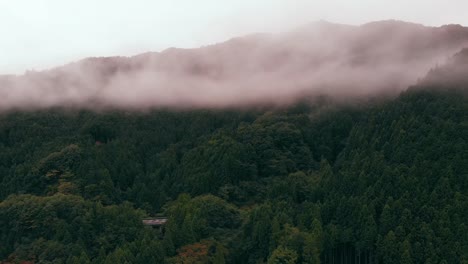 Wald-In-den-Wolken