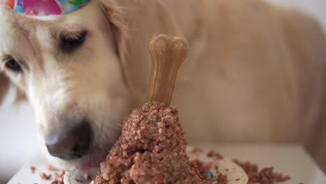 Haustier-Leben-zu-Hause.-lustiges-Video-aus-den-Geburtstag-des-Hundes---schöne-golden-Retriever-Fleisch-Kuchen-essen