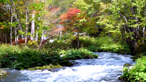 El-Parque-Nacional-Akan-de-color-las-hojas